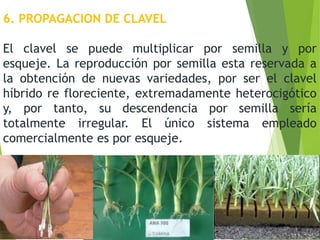 6. PROPAGACION DE CLAVEL
El clavel se puede multiplicar por semilla y por
esqueje. La reproducción por semilla esta reservada a
la obtención de nuevas variedades, por ser el clavel
híbrido re floreciente, extremadamente heterocigótico
y, por tanto, su descendencia por semilla sería
totalmente irregular. El único sistema empleado
comercialmente es por esqueje.
 