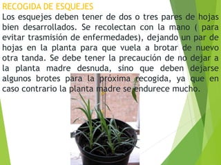 RECOGIDA DE ESQUEJES
Los esquejes deben tener de dos o tres pares de hojas
bien desarrollados. Se recolectan con la mano ( para
evitar trasmisión de enfermedades), dejando un par de
hojas en la planta para que vuela a brotar de nuevo
otra tanda. Se debe tener la precaución de no dejar a
la planta madre desnuda, sino que deben dejarse
algunos brotes para la próxima recogida, ya que en
caso contrario la planta madre se endurece mucho.
 