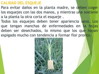 CALIDAD DEL ESQUEJE
Para evitar daños en la planta madre, se deben coger
los esquejes con las dos manos, y mientras una sostiene
a la planta la otra corta el esqueje .
Todos los esquejes deben tener apariencia sana. Los
que tengan manchas de enfermedades en la hojas
deben ser desechados, lo mismo que los que hayan
espigado mucho con tendencia a formar flor pronto.
 