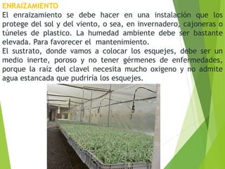 ENRAIZAMIENTO
El enraizamiento se debe hacer en una instalación que los
protege del sol y del viento, o sea, en invernadero, cajoneras o
túneles de plastico. La humedad ambiente debe ser bastante
elevada. Para favorecer el mantenimiento.
El sustrato, donde vamos a colocar los esquejes, debe ser un
medio inerte, poroso y no tener gérmenes de enfermedades,
porque la raíz del clavel necesita mucho oxigeno y no admite
agua estancada que pudriría los esquejes.
 
