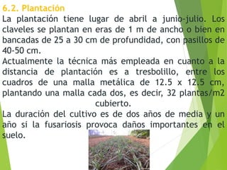 6.2. Plantación
La plantación tiene lugar de abril a junio-julio. Los
claveles se plantan en eras de 1 m de ancho o bien en
bancadas de 25 a 30 cm de profundidad, con pasillos de
40-50 cm.
Actualmente la técnica más empleada en cuanto a la
distancia de plantación es a tresbolillo, entre los
cuadros de una malla metálica de 12.5 x 12.5 cm,
plantando una malla cada dos, es decir, 32 plantas/m2
cubierto.
La duración del cultivo es de dos años de media y un
año si la fusariosis provoca daños importantes en el
suelo.
 