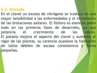 6.3. Abonado
En el clavel un exceso de nitrógeno se traduce en una
mayor sensibilidad a las enfermedades y el incremento
de las brotaciones axilares. El fósforo es esencial sobre
todo en las primeras fases de desarrollo, ya que
potencia el crecimiento de las raíces.
El potasio mejora el aspecto del clavel y aumenta el
vigor de las plantas, su carencia ocasiona la formación
de tallos débiles de escasa consistencia y flores
pequeñas.
 