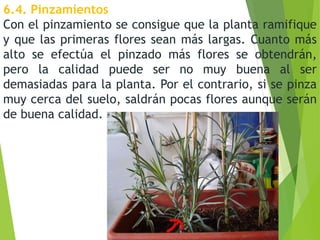6.4. Pinzamientos
Con el pinzamiento se consigue que la planta ramifique
y que las primeras flores sean más largas. Cuanto más
alto se efectúa el pinzado más flores se obtendrán,
pero la calidad puede ser no muy buena al ser
demasiadas para la planta. Por el contrario, si se pinza
muy cerca del suelo, saldrán pocas flores aunque serán
de buena calidad.
 