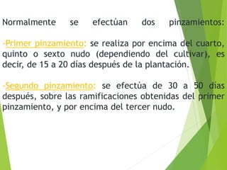 Normalmente se efectúan dos pinzamientos:
-Primer pinzamiento: se realiza por encima del cuarto,
quinto o sexto nudo (dependiendo del cultivar), es
decir, de 15 a 20 días después de la plantación.
-Segundo pinzamiento: se efectúa de 30 a 50 días
después, sobre las ramificaciones obtenidas del primer
pinzamiento, y por encima del tercer nudo.
 