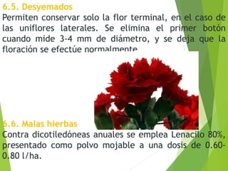 6.5. Desyemados
Permiten conservar solo la flor terminal, en el caso de
las uniflores laterales. Se elimina el primer botón
cuando mide 3-4 mm de diámetro, y se deja que la
floración se efectúe normalmente.
6.6. Malas hierbas
Contra dicotiledóneas anuales se emplea Lenacilo 80%,
presentado como polvo mojable a una dosis de 0.60-
0.80 l/ha.
 