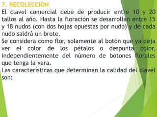 7. RECOLECCIÓN
El clavel comercial debe de producir entre 10 y 20
tallos al año. Hasta la floración se desarrollan entre 15
y 18 nudos (con dos hojas opuestas por nudo) y de cada
nudo saldrá un brote.
Se considera como flor, solamente al botón que ya deja
ver el color de los pétalos o despunta color,
independientemente del número de botones florales
que tenga la vara.
Las características que determinan la calidad del clavel
son:
 