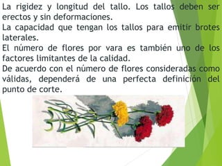La rigidez y longitud del tallo. Los tallos deben ser
erectos y sin deformaciones.
La capacidad que tengan los tallos para emitir brotes
laterales.
El número de flores por vara es también uno de los
factores limitantes de la calidad.
De acuerdo con el número de flores consideradas como
válidas, dependerá de una perfecta definición del
punto de corte.
 