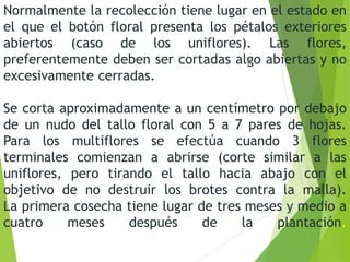 Normalmente la recolección tiene lugar en el estado en
el que el botón floral presenta los pétalos exteriores
abiertos (caso de los uniflores). Las flores,
preferentemente deben ser cortadas algo abiertas y no
excesivamente cerradas.
Se corta aproximadamente a un centímetro por debajo
de un nudo del tallo floral con 5 a 7 pares de hojas.
Para los multiflores se efectúa cuando 3 flores
terminales comienzan a abrirse (corte similar a las
uniflores, pero tirando el tallo hacia abajo con el
objetivo de no destruir los brotes contra la malla).
La primera cosecha tiene lugar de tres meses y medio a
cuatro meses después de la plantación.
 