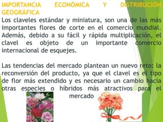 IMPORTANCIA ECONÓMICA Y DISTRIBUCIÓN
GEOGRÁFICA
Los claveles estándar y miniatura, son una de las más
importantes flores de corte en el comercio mundial.
Además, debido a su fácil y rápida multiplicación, el
clavel es objeto de un importante comercio
internacional de esquejes.
Las tendencias del mercado plantean un nuevo reto: la
reconversión del producto, ya que el clavel es el tipo
de flor más extendido y es necesario un cambio hacia
otras especies o híbridos más atractivos para el
mercado
 