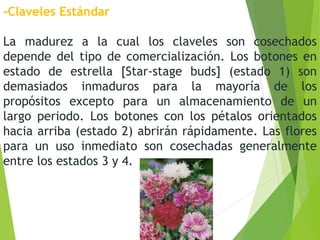 -Claveles Estándar
La madurez a la cual los claveles son cosechados
depende del tipo de comercialización. Los botones en
estado de estrella [Star-stage buds] (estado 1) son
demasiados inmaduros para la mayoría de los
propósitos excepto para un almacenamiento de un
largo periodo. Los botones con los pétalos orientados
hacia arriba (estado 2) abrirán rápidamente. Las flores
para un uso inmediato son cosechadas generalmente
entre los estados 3 y 4.
 