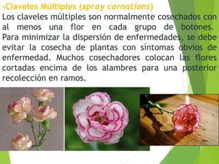 -Claveles Múltiples (spray carnations)
Los claveles múltiples son normalmente cosechados con
al menos una flor en cada grupo de botones.
Para minimizar la dispersión de enfermedades, se debe
evitar la cosecha de plantas con síntomas obvios de
enfermedad. Muchos cosechadores colocan las flores
cortadas encima de los alambres para una posterior
recolección en ramos.
 