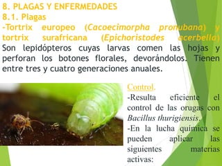 8. PLAGAS Y ENFERMEDADES
8.1. Plagas
-Tortrix europeo (Cacoecimorpha pronubana) y
tortrix surafricana (Epichoristodes acerbella)
Son lepidópteros cuyas larvas comen las hojas y
perforan los botones florales, devorándolos. Tienen
entre tres y cuatro generaciones anuales.
Control.
-Resulta eficiente el
control de las orugas con
Bacillus thurigiensis.
-En la lucha química se
pueden aplicar las
siguientes materias
activas:
 