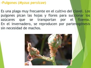 -Pulgones (Myzus persicae)
Es una plaga muy frecuente en el cultivo del clavel. Los
pulgones pican las hojas y flores para succionar los
azúcares que se transportan por el floema.
En el invernadero, se reproducen por partenogénesis
sin necesidad de machos.
 