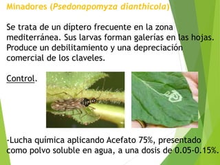 Minadores (Psedonapomyza dianthicola)
Se trata de un díptero frecuente en la zona
mediterránea. Sus larvas forman galerías en las hojas.
Produce un debilitamiento y una depreciación
comercial de los claveles.
Control.
-Lucha química aplicando Acefato 75%, presentado
como polvo soluble en agua, a una dosis de 0.05-0.15%.
 