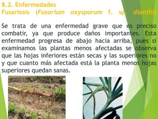 8.2. Enfermedades
Fusariosis (Fusarium oxysporum f. sp. dianthi)
Se trata de una enfermedad grave que es preciso
combatir, ya que produce daños importantes. Esta
enfermedad progresa de abajo hacia arriba, pues si
examinamos las plantas menos afectadas se observa
que las hojas inferiores están secas y las superiores no
y que cuanto más afectada está la planta menos hojas
superiores quedan sanas.
 
