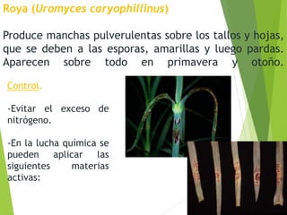 Roya (Uromyces caryophillinus)
Produce manchas pulverulentas sobre los tallos y hojas,
que se deben a las esporas, amarillas y luego pardas.
Aparecen sobre todo en primavera y otoño.
Control.
-Evitar el exceso de
nitrógeno.
-En la lucha química se
pueden aplicar las
siguientes materias
activas:
 