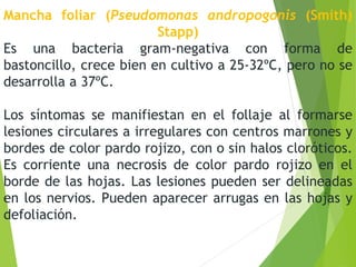 Mancha foliar (Pseudomonas andropogonis (Smith)
Stapp)
Es una bacteria gram-negativa con forma de
bastoncillo, crece bien en cultivo a 25-32ºC, pero no se
desarrolla a 37ºC.
Los síntomas se manifiestan en el follaje al formarse
lesiones circulares a irregulares con centros marrones y
bordes de color pardo rojizo, con o sin halos cloróticos.
Es corriente una necrosis de color pardo rojizo en el
borde de las hojas. Las lesiones pueden ser delineadas
en los nervios. Pueden aparecer arrugas en las hojas y
defoliación.
 