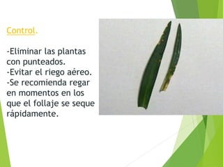 Control.
-Eliminar las plantas
con punteados.
-Evitar el riego aéreo.
-Se recomienda regar
en momentos en los
que el follaje se seque
rápidamente.
 