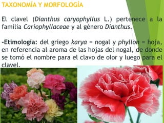 TAXONOMÍA Y MORFOLOGÍA
El clavel (Dianthus caryophyllus L.) pertenece a la
familia Cariophyllaceae y al género Dianthus.
-Etimología: del griego karya = nogal y phyllon = hoja,
en referencia al aroma de las hojas del nogal, de donde
se tomó el nombre para el clavo de olor y luego para el
clavel.
 