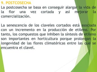 9. POSTCOSECHA
La postcosecha se basa en conseguir alargar la vida de
la flor una vez cortada y así mejorar la
comercialización.
La senescencia de los claveles cortados está asociada
con un incremento en la producción de etileno. Por
tanto, los compuestos que inhiben la síntesis de etileno
son importantes en horticultura porque prolongan la
longevidad de las flores climatéricas entre las que se
encuentra el clavel.
 