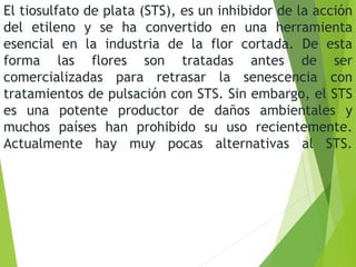 El tiosulfato de plata (STS), es un inhibidor de la acción
del etileno y se ha convertido en una herramienta
esencial en la industria de la flor cortada. De esta
forma las flores son tratadas antes de ser
comercializadas para retrasar la senescencia con
tratamientos de pulsación con STS. Sin embargo, el STS
es una potente productor de daños ambientales y
muchos países han prohibido su uso recientemente.
Actualmente hay muy pocas alternativas al STS.
 