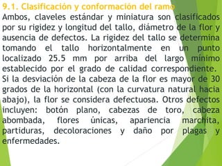 9.1. Clasificación y conformación del ramo
Ambos, claveles estándar y miniatura son clasificados
por su rigidez y longitud del tallo, diámetro de la flor y
ausencia de defectos. La rigidez del tallo se determina
tomando el tallo horizontalmente en un punto
localizado 25.5 mm por arriba del largo mínimo
establecido por el grado de calidad correspondiente.
Si la desviación de la cabeza de la flor es mayor de 30
grados de la horizontal (con la curvatura natural hacia
abajo), la flor se considera defectuosa. Otros defectos
incluyen: botón plano, cabezas de toro, cabeza
abombada, flores únicas, apariencia marchita,
partiduras, decoloraciones y daño por plagas y
enfermedades.
 