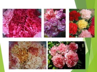 presentacion claveles.ppt