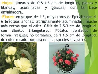 -Hojas: lineares de 0.8-1.5 cm de longitud, planas y
blandas, acuminadas y glaucas, con la base
envainadora.
-Flores: en grupos de 1-5, muy olorosas. Epicáliz con 4-
6 brácteas anchas, abruptamente acuminadas, mucho
más cortas que el cáliz. Cáliz de 2.5-3 cm de longitud,
con dientes triangulares. Pétalos dentados de
forma irregular, no barbados, de 1-1.5 cm de longitud,
de color rosado-púrpura en las especies silvestres
 
