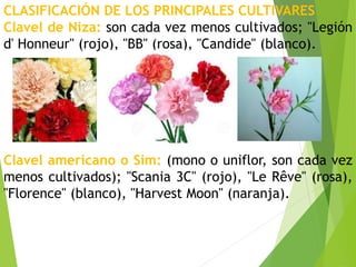 CLASIFICACIÓN DE LOS PRINCIPALES CULTIVARES
Clavel de Niza: son cada vez menos cultivados; "Legión
d' Honneur" (rojo), "BB" (rosa), "Candide" (blanco).
Clavel americano o Sim: (mono o uniflor, son cada vez
menos cultivados); "Scania 3C" (rojo), "Le Rêve" (rosa),
"Florence" (blanco), "Harvest Moon" (naranja).
 