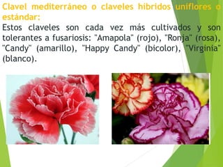 Clavel mediterráneo o claveles híbridos uniflores o
estándar:
Estos claveles son cada vez más cultivados y son
tolerantes a fusariosis: "Amapola" (rojo), "Ronja" (rosa),
"Candy" (amarillo), "Happy Candy" (bicolor), "Virginia"
(blanco).
 
