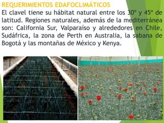 REQUERIMIENTOS EDAFOCLIMÁTICOS
El clavel tiene su hábitat natural entre los 30º y 45º de
latitud. Regiones naturales, además de la mediterránea
son: California Sur, Valparaíso y alrededores en Chile,
Sudáfrica, la zona de Perth en Australia, la sabana de
Bogotá y las montañas de México y Kenya.
 