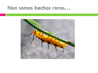 Non somos bechos raros… 