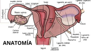 ANATOMÍA
 