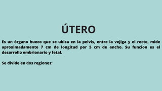 ÚTERO
Es un órgano hueco que se ubica en la pelvis, entre la vejiga y el recto, mide
aproximadamente 7 cm de longitud por 5 cm de ancho. Su funcion es el
desarrollo embrionario y fetal.
Se divide en dos regiones:
 