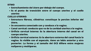 Estrechamiento del útero por debajo del cuerpo.
Es el punto de transición entre el cuerpo uterino y el cuello
uterino
Estructura fibrosa, cilíndrica: constituye la porcion inferior del
útero.
Se encuentra conectado con y conduce a la vagina.
Canal cervical: conducto que va de la cavidad uterina a la vagina.
Orificio cervical interno: Es la abertura interna del canal en el
cuerpo uterino.
Orificio cervical externo: Es la abertura externa del canal hacia la
vagina. Es visible con el especulo, tiene un labio anterior y otro
posterior. La forma y el tamaño del OCE difiere entre mujeres
nuliparas y multiparas.
ISTMO
CUELLO UTERINO:
 