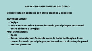 Vejiga
Bolsa vesicouterina: Receso formado por el pliegue peritoneal
entre el útero y la vejiga.
Recto
Bolsa recto uterina: Conocida como la bolsa de Douglas. Es un
receso formado por el pliegue peritoneal entre el recto y la pared
uterina posterior.
RELACIONES ANATOMICAS DEL ÚTERO
El útero esta en contacto con otros organos y espacios:
ANTERIORMENTE
POSTERIORMENTE
 