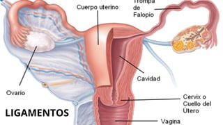 LIGAMENTOS
 