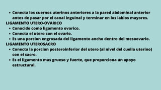 Conecta los cuernos uterinos anteriores a la pared abdominal anterior
antes de pasar por el canal inguinal y terminar en los labios mayores.
Conocido como ligamento ovarico.
Conecta el utero con el ovario.
Es una porcion engrosada del ligamento ancho dentro del mesoovario.
Conecta la porcion posteroinferior del utero (al nivel del cuello uterino)
con el sacro.
Es el ligamento mas grueso y fuerte, que proporciona un apoyo
estructural.
LIGAMENTO UTERO-OVARICO
LIGAMENTO UTEROSACRO
 