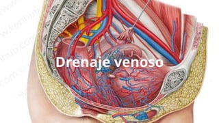 Drenaje venoso
 