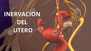INERVACION
DEL
UTERO
 