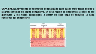 CAPA BASAL: Adyacente al miometrio se localiza la capa basal, muy densa debido a
la gran cantidad de tejido conjuntivo. En esta región se encuentra la base de las
glándulas y los vasos sanguíneos; a partir de esta capa se renueva la capa
funcional del endometrio.
 
