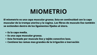 MIOMETRIO
Es la capa media.
Es una capa muscular gruesa.
Esta formado por musculo liso y tejido conectivo laxo.
Contiene las ramas mas grandes de la irrigación e inervación
El miometrio es una capa muscular gruesa. Esta en continuidad con la capa
muscular de la trompa uterina y la vagina. Las fibras de musculo liso también
se extienden dentro de los ligamentos fijados al útero.
 