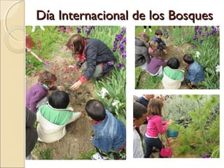 Día Internacional de los BosquesDía Internacional de los Bosques
 