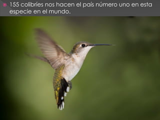    155 colibríes nos hacen el país número uno en esta
    especie en el mundo.
 