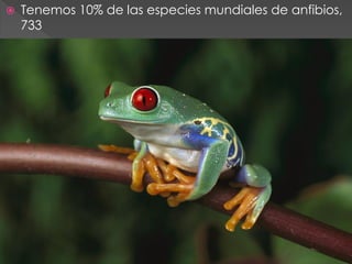    Tenemos 10% de las especies mundiales de anfibios,
    733
 