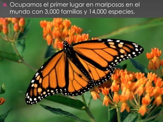   Ocupamos el primer lugar en mariposas en el
    mundo con 3,000 familias y 14,000 especies.
 