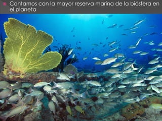    Contamos con la mayor reserva marina de la biósfera en
    el planeta
 