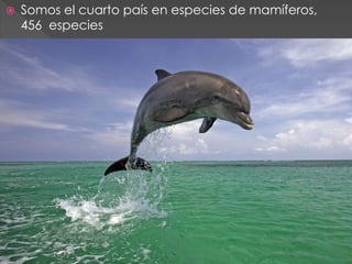    Somos el cuarto país en especies de mamíferos,
    456 especies
 