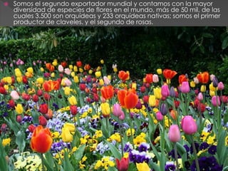    Somos el segundo exportador mundial y contamos con la mayor
    diversidad de especies de flores en el mundo, más de 50 mil, de las
    cuales 3.500 son orquídeas y 233 orquídeas nativas; somos el primer
    productor de claveles. y el segundo de rosas.
 
