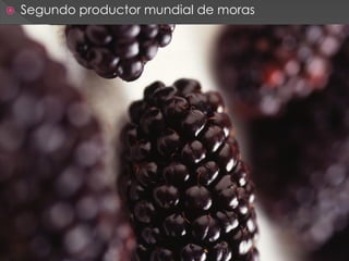    Segundo productor mundial de moras
 